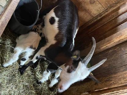 Bild 3:Tauernscheckenziegen HB