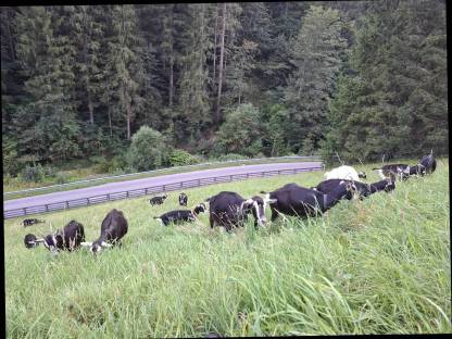 Bild 2:Bündner Strahlenziegen