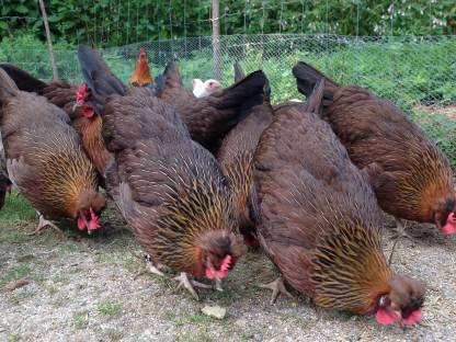 Bild 3:Altsteirer Hühner
