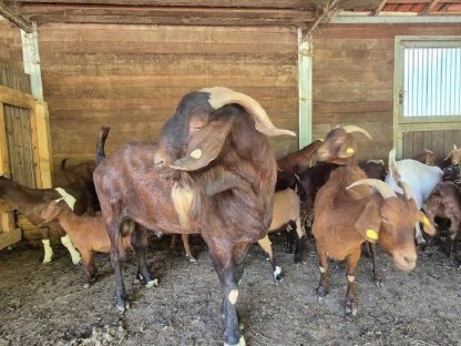 Bild 2:Junger Burenbock Kalahari Red