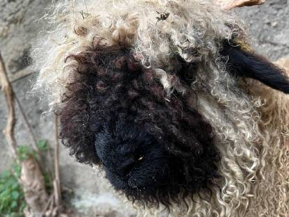 Walliser Schwarznasen Widder