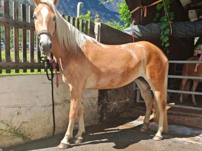 Bild 2:Tiroler Haflinger Stute Skyfall