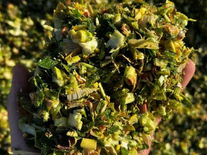Maissilage