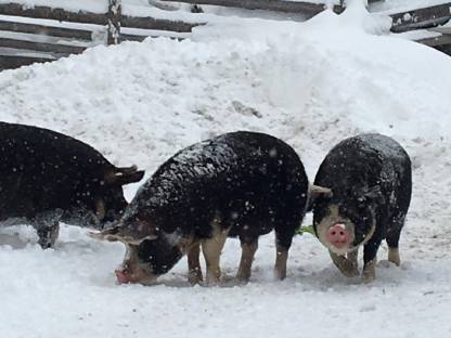 Bild 3:Berkshire-Jungsauen zu verkaufen