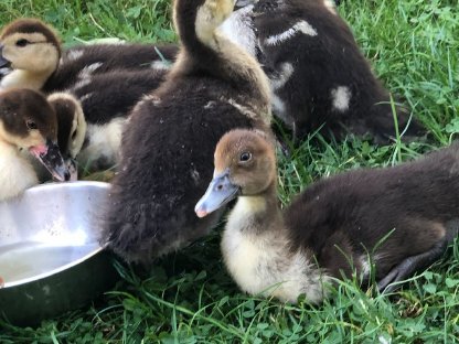 Bild 3:Warzenenten Küken