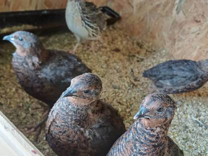 Bild 2:Wachtelhähne