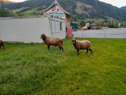 Brauner Bergschafwidder