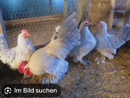 Federfüßige Zwerghühner, Junge, Stamm
