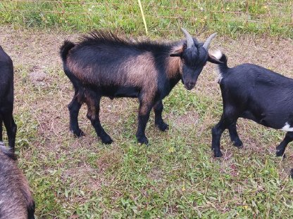 Bild 5:Zwergziegen 1 Paar + Nachwuchs (Bock)