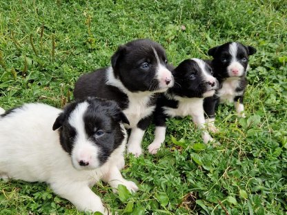 Border-Spitz-Collie-Mischlinge