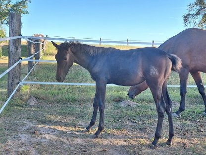 Bild 4:Warmblut Stutfohlen