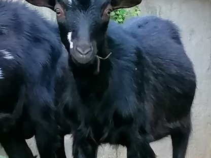 Bild 6:Vierhorn-Bockkitz