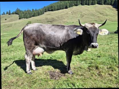 Tiroler Grauvieh Dachs Kuh Rind Milchkuh