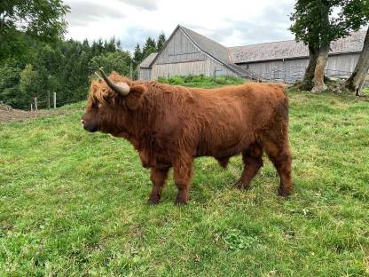 Bild 2:Verkaufe handzahmen Hochlandrindstier, BIO