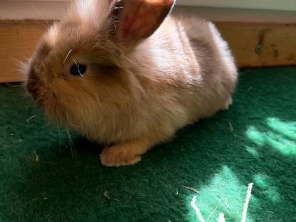 Bild 7:Löwenkopf Hasen