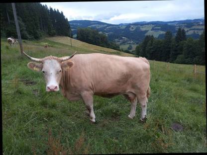 Bild 3:Mutterkühe mit Kalb zu verkaufen