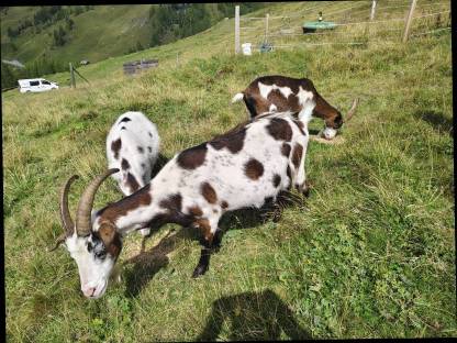 Bild 7:Tauernschecken nicht HB