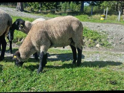 Bild 7:3 Suffolk Jungwidder