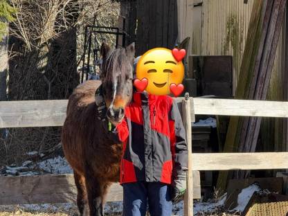 Bild 2:Welsh B Kinderpony