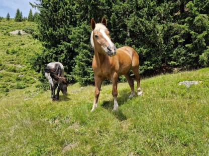 Bild 3:Noriker Fuchsstute Luzi