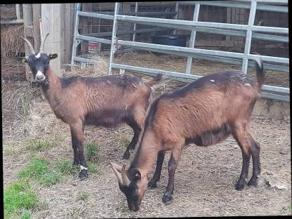 Bild 3:Bergschaf Jungwidder