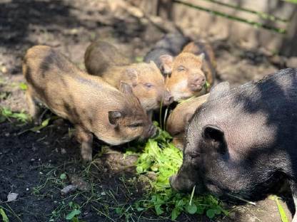 Bild 2:Minischweine