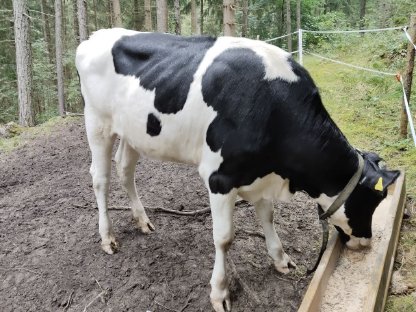 Bild 2:Jungkalbin zu verkaufen