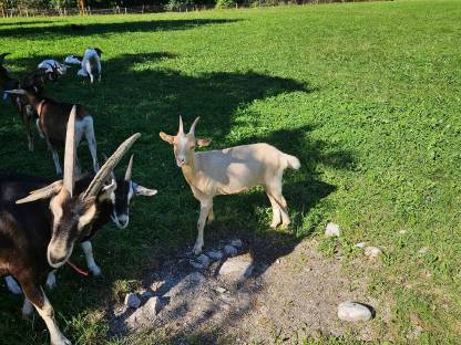 Bild 3:Bio-Milchziegen und Bio-Ziegenkitze weiblich