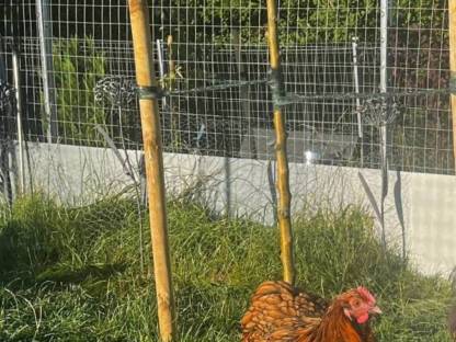 Bild 2:Orpington Hühner  von 2025