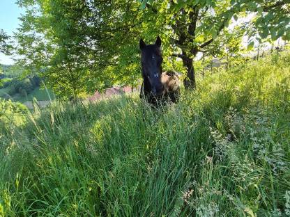 Bild 9:Einstellplatz für Pensionisten zu vergeben