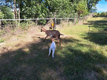 Bild 2:Ziege mit Bock zu verkaufen