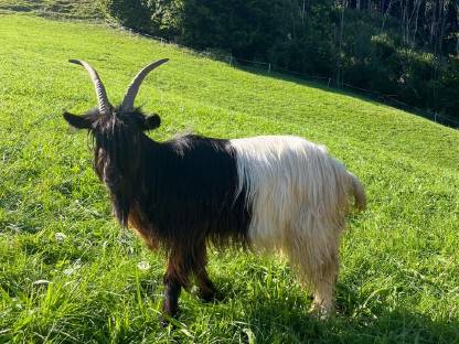 Bild 3:Walliser Schwarzhalsziegen
