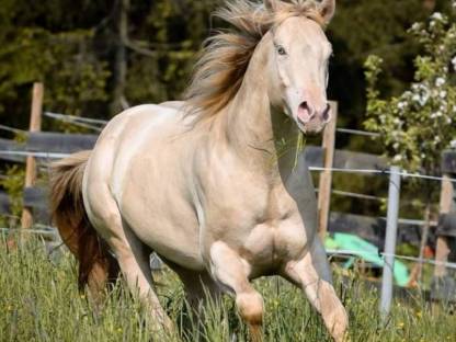 Bild 9:QH-Hengstfohlen, dunkler Buckskin, 04/2025