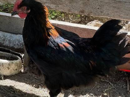 Bild 6:Reinrassige Olivleger-Hähne