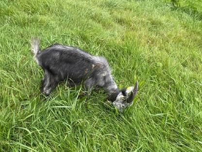 Bild 2:reinrassiger Blobe Ziegenbock