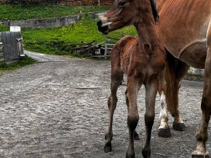 Bild 2:Haflingeraraber Stutfohlen