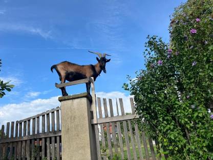 Bild 5:Pinzgauer Ziegenbock