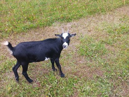 Bild 4:Zwergziegen 1 Paar + Nachwuchs (Bock)