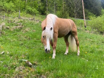 Bild 2:Haflinger Stute