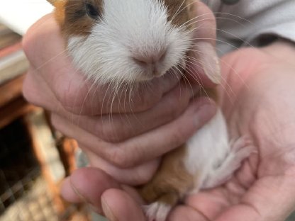 Bild 5:Meerschweinchen