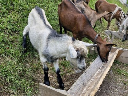 Bild 3:Ziegenbock