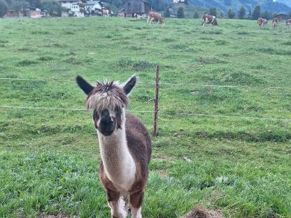 Bild 3:Alpaka