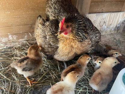 Bild 4:Seidenhühner & Mixe