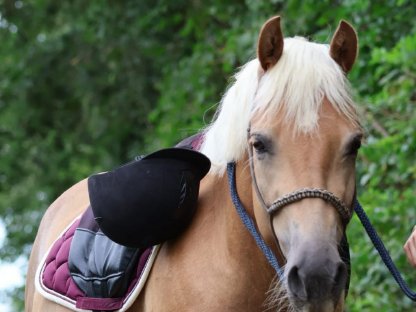 Haflingerstute Lia