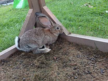 Bild 2:Verkaufe Deutsche Riesenhasen männlich und weiblich
