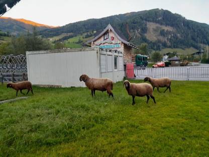 Bild 4:Brauner Bergschafwidder