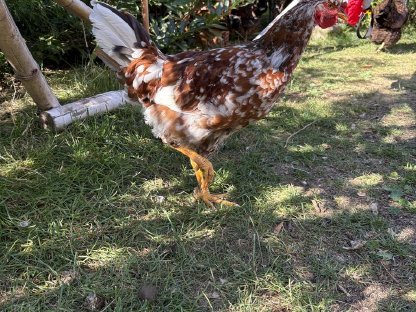 Bild 2:Schwedischer Blumenhahn