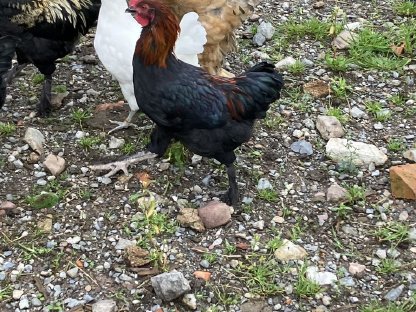 Bild 3:Hahn zu verschenken