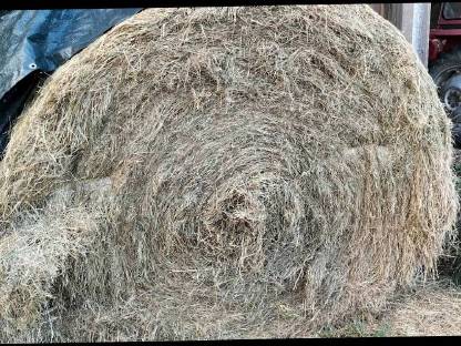 Bild 2:Heuballen von der Ökowiese