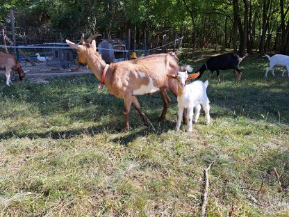 Bild 4:Ziege mit Bock zu verkaufen